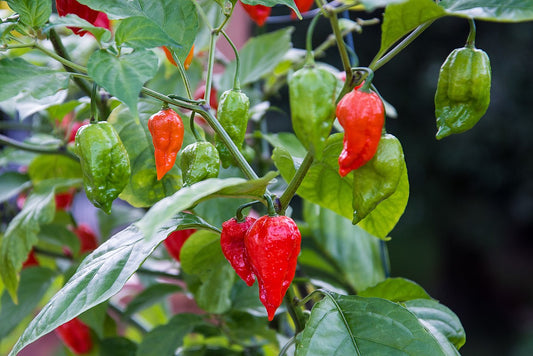 Carolina Reaper versus Ghost Pepper: De strijd der hete pepers