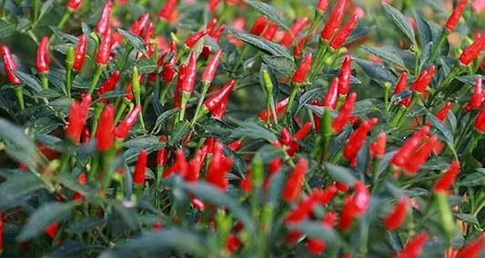 De piri piri peper: een pittige smaakexplosie